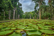 © Alexey Pelikh - Sir Seewoosagur Ramgoolam Botanical Garden, Victoria Amazonica Giant Water Lilies, Mauritius