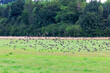 A flock of young starlings rehearses the flight in the flock for the bird migration over the meadows in Siebenbrunn near Augsburg