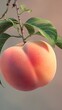 A single juicy peach displayed prominently against a gradient orange to pink background