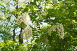 Teilaufnahme einer blühenden Gewöhlichen Robinie (Robinia pseudoacaci) im Frühling