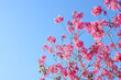 dreamy background of spring pink blossom tree. selective focus