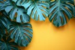 Monstera leaves on a yellow background. Copy space.