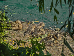 Adorable ducks, ducklings close up near river relaxing during sunny warm summer day in sun light