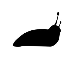 Canvas Print - Slug Snail Silhouette 