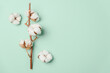 Branch of white cotton flowers on green background. Top view