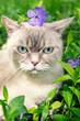 Cute Siamese cat sitting on the periwinkle lawn with a flower on his head