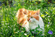 Cute red and white long-haired cat in the garden on the grass on a sunny summer day
