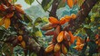 Vibrant cocoa pods nestled among the trees thick branches, a burst of oranges, yellows, and reds, set against the lush green foliage, not a painting image