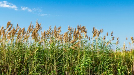 Tall green grasses with feathery brown tops swaying under a clear blue sky.