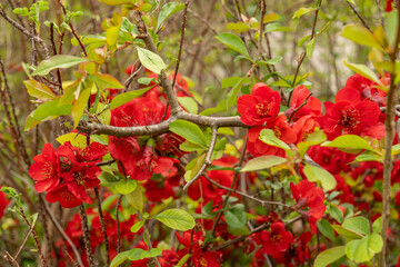 Japanese quince crimson and gola or Chaenomeles X Superba plant in Saint Gallen in Switzerland