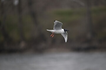 Wall Mural - Gull in flight