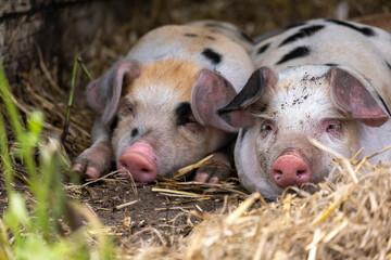 two pigs in the farm