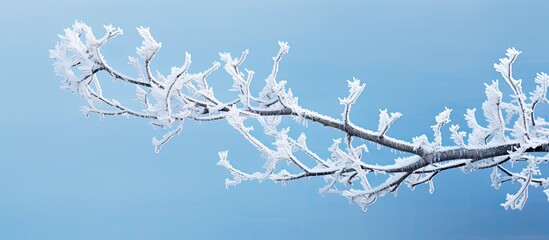Poster - Frost covered tree branch with ample copy space image