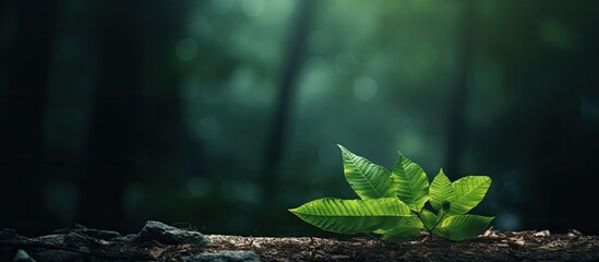 Leinwandbilder - A copy space image showcasing the leaf texture in the forest against a dark and natural background