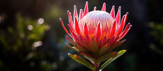 Wall Mural - a beautiful king protea flower with a copy space image
