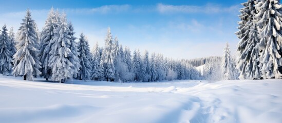 Aufkleber - A picturesque winter scene with snowy fir branches forming a copy space image against the backdrop of a natural forest landscape The sky is clear and bright adding to the enchantment of this outdoor