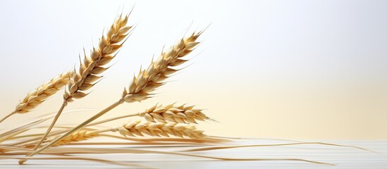 Poster - A single stalk of wheat stands alone on a white background leaving plenty of empty space around it for a captivating image. Creative banner. Copyspace image