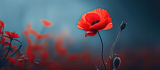 Poster - A vibrant red poppy with copy space image