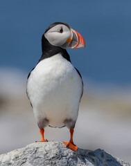 Poster - Atlantic puffin on an island off the coast of Maine. 