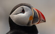 Atlantic puffin on an island off the coast of Maine. 