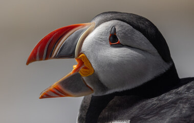 Poster - Atlantic puffin on an island off the coast of Maine. 