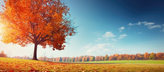 Poster - Autumn park scenery with vibrant leaves against a backdrop of the sky Perfect for a copy space image