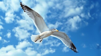 Poster - Soaring seagull with outstretched wings against a backdrop of fluffy white clouds and blue sky.