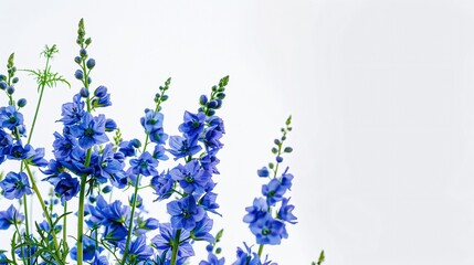 Wall Mural - blue delphinium