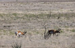 Pronghorn Antelope Bucks on the Arizona Prairie