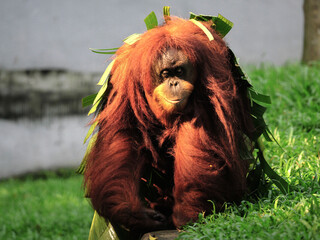 Sumatran Orang Utan walking toward camera. The Sumatran orangutan is one of the three species of orangutans. Critically endangered, and found only in the north of the Indonesian island of Sumatra.