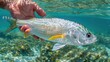 Silver Beauty: Closeup of Bonefish in the Tropical Waters of Cuba, Held in a Hand for Fishing