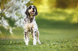 happy young english setter dog standing on grass in summer