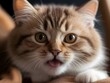 Tabby Ginger Cat Animal Realistic Photo Illustration Art 