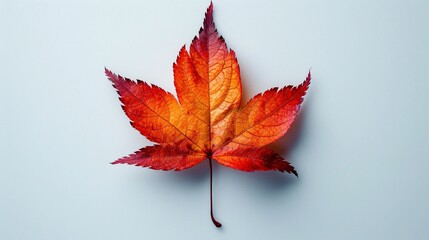 Wall Mural - red maple leaf on the middle of the picture