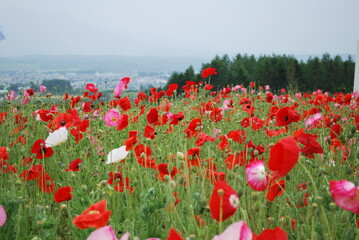 amazing poppy field landscape against colorful sky. field full of poppy flowers. red poppy. flanders