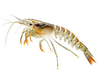 Wall Mural - Detailed Pacific Shrimp Isolated on White Background for Seafood Enthusiasts