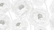 Line art ranunculus background. Abstract backdrop with floral outlines