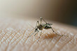 © Ekaterina Pokrovsky - Close up of Mosquito sucking blood. Aedes Aegypti Mosquito on human skin.