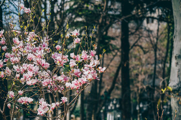 Poster - Magnolia flowers in spring, Magnolia flowers in Springtime