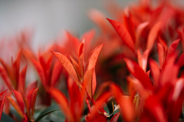 Poster - close up of red flower