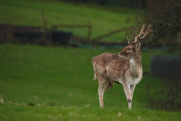 Sticker - Deer in the countryside