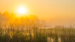© Naj - The edge of a lake with reed in wetland in springtime at sunrise , Almere, Flevoland, The Netherlands, May 9, 2024