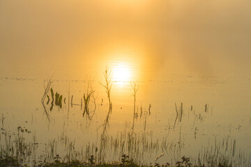 Wall Mural - The edge of a lake with reed in wetland in springtime at sunrise , Almere, Flevoland, The Netherlands, May 9, 2024