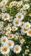 © Canh - Garden Splendor: Blooming White Daisies