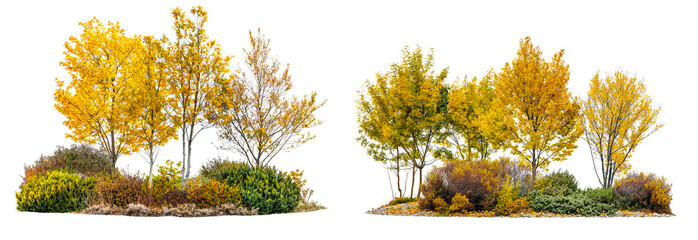 Wall Mural - realistic trees and bushes in autumn yellow isolated on transparent or white background,
