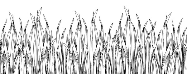 grass vector seamless border. hand drawn black and white background. field plant sketch. outline dra