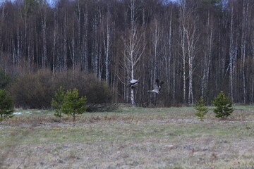 two gray cranes listed in the Red Book on a spring field