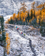 The Larches of Pocaterra Ridge Trail