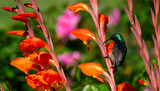 Fototapeta Sawanna - Greater double-collared Sunbird (Cinnyris afer) feeds from a parrot lily flower (Gladiolus dalenii) in Uniondale.