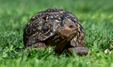 Fototapeta Sawanna - Female leopard tortoise (Stigmochelys pardalis) exploring in a private garden.